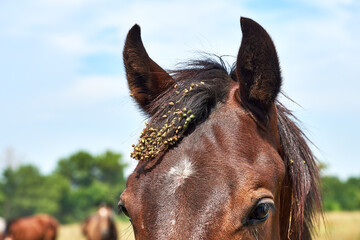 Close-up of horse's mane tangled up with burrs and grass seeds