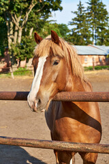 Portrait of a red horse of a heavy draft breed with a white stripe on the forehead in the paddock. Red horse with trimmed bangs