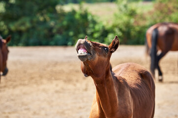 Portrait of sniffle brown foal in the herd at the paddock. Bay foal smiling and showing his teeth