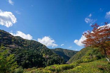 Obraz premium 京都嵐山の空