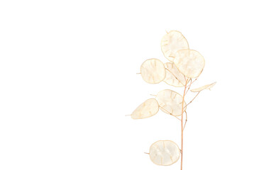 One sprig of a transparent moneyflower, isolated