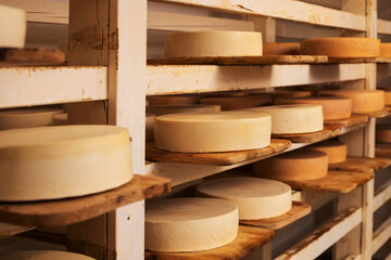 Cheese wheels maturing on shelves