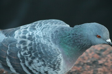 close up of a pigeon