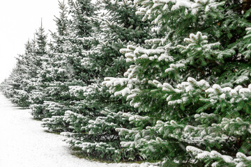 Christmas trees with snow-covered branches on an alley in the park  during a snowfall.