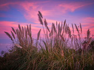 Obraz premium grasses in sunset