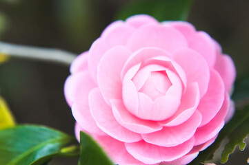ピンクの椿をクローズアップ
