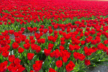 Champs de tulipes
