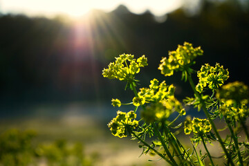 Obraz premium Sunset flowers shallow
