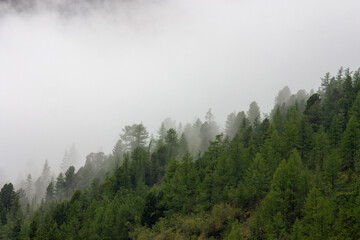 Туманный лес