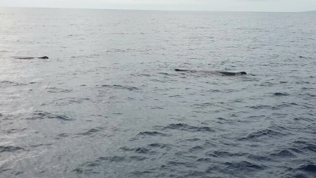 sperm whale in the atlantic ocean at the acores islands