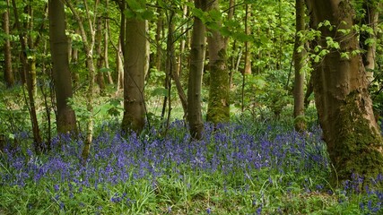 Bluebell Woods