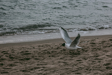 A seagull taking off from the twilight shore