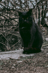 Black homeless cat that looks like a panther