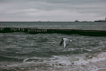 Anticipating the winter chill, seagulls circle over the waves