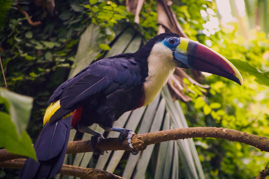 toucan in the forest, Ramphastos tucanus
