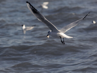 Seagulls at sea find their food