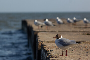 Sentinel - a seagull on guard of his comrades
