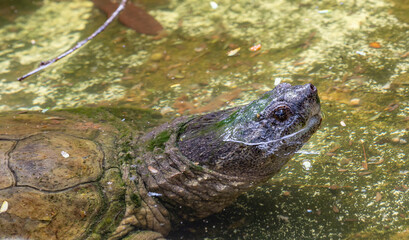 American biting turtle (Chelydra serpentina) in close-up, in water with its head in fine detail of selective focus.
