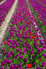 Champs de tulipes