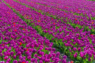 Naklejka premium Champs de tulipes