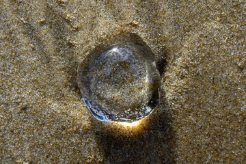 Transparent jellyfish blob on sandy beach (macro)