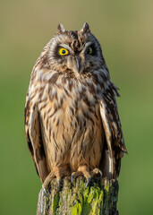 Short-eared owl perched close up on wooden post