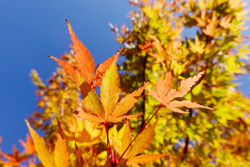 Golggelbes Herbstlaub des Japanische Ahorn Acer japonicum