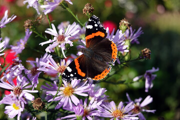 Admiral (Vanessa atalanta, Syn.: Pyrameis atalanta)