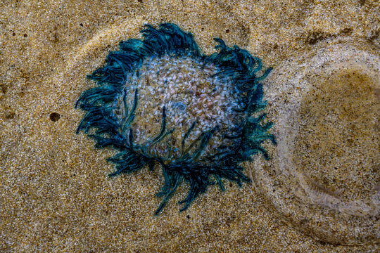 Porpita porpita, commonly known as blue button is a colony of hydroids. Not a jellyfish. (macro)