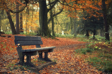 Landscape in autumn park with bench. Polkemmet Country Park, West Lothian, Scotland