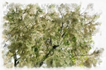 Big tree with white flowers watercolor style illustration impressionist painting.