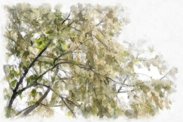 Big tree with white flowers watercolor style illustration impressionist painting.