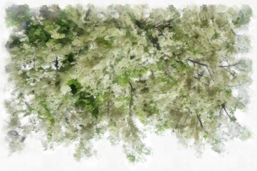 Big tree with white flowers watercolor style illustration impressionist painting.