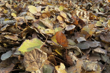 Closeup of Pile of Raked Brown and Yellow Fallen Leaves in Autumn