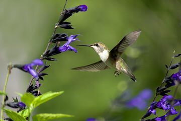 Humming Bird in Garden 