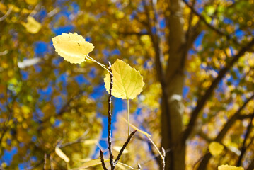 Obraz premium yellow autumn leaves