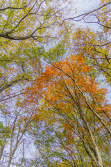 Obraz premium 大山