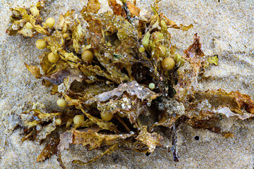 washed up seaweed (macro)