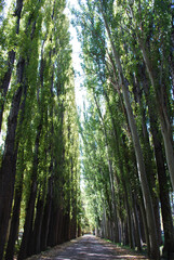 Row of tall poplar trees forming an alley