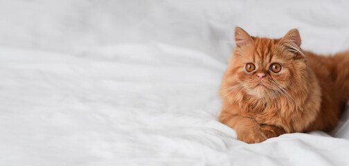 Closeup portrait of orange persian cat on white sheet web banner