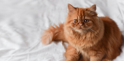 Closeup portrait of orange persian cat on white sheet looking at camera web banner
