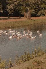 lots of doves togheter on the lake