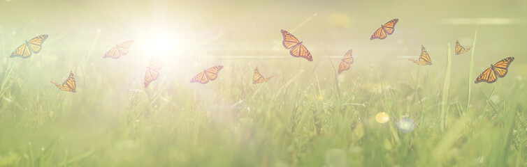 Multiple monarch butterflies flying among green grass in summer sunshine web banner