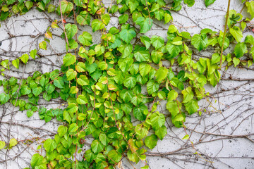 Vibrant fall colors in the foliage of vines growing on a wall, as a nature background
