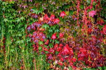 Vibrant fall colors in the foliage of vines growing on a wall, as a nature background
