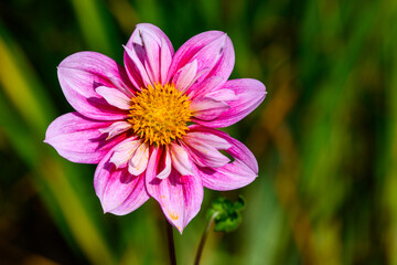 Fototapeta premium Cheerful bright pink dahlia blooming in sunlight in a summer garden, against a green leafy background 