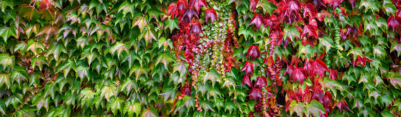 Vibrant fall colors in the foliage of vines growing on a wall, as a nature background
