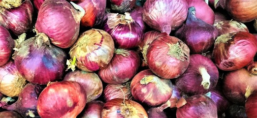 Newly harvested red onions. Background of fresh purple onions. Copy space