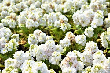 Beautiful white flowers in full bloom at the park for decorative background. Copy space