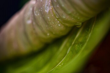 Close up of the green leaf and white veins of Philodendron Dean McDowell, dark tone color nature...